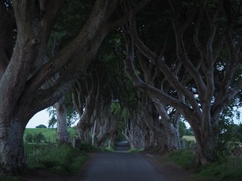 dark hedges
